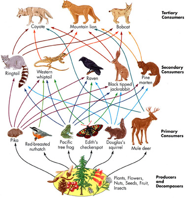 Food Chains And Food Webs Teach Learn Explore